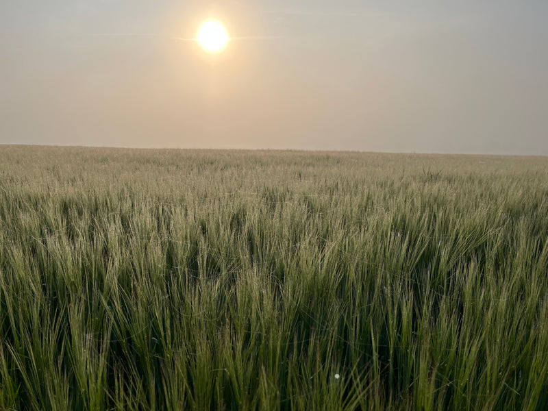 This Fantastic land