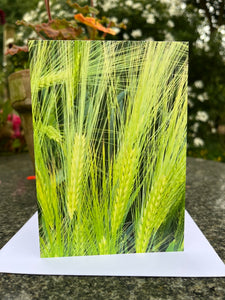 Rural Hampshire Greeting Card