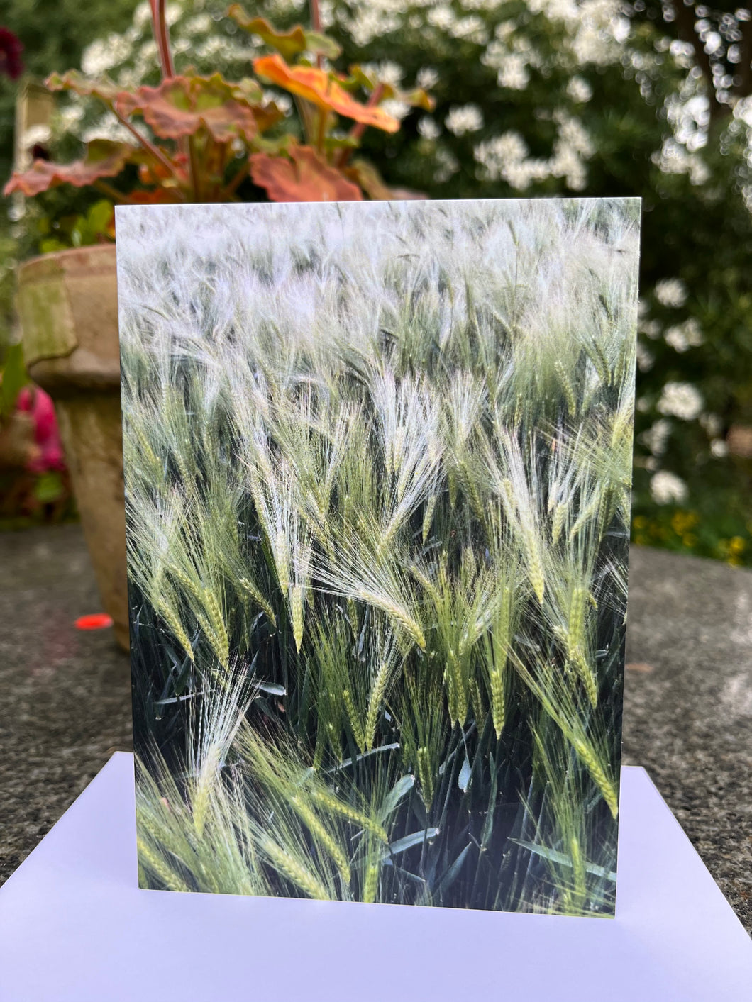 Rural Hampshire Greeting Card